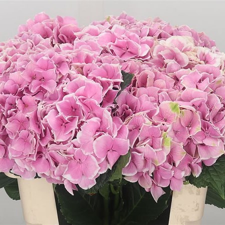 Hydrangea Magical Trendy