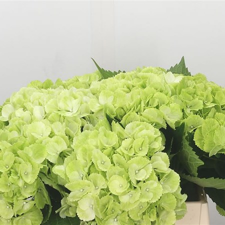 Hydrangea Magical Verdi