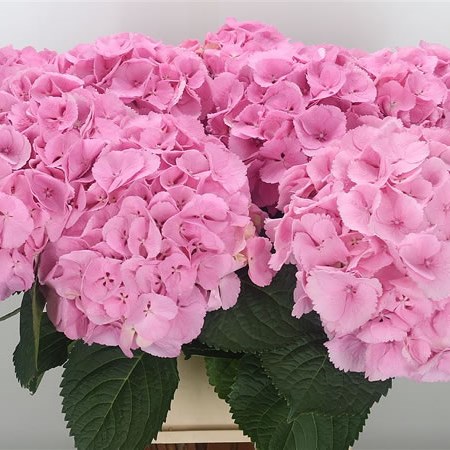 Hydrangea Mammoet