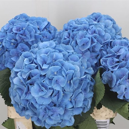 Hydrangea Mammoet Blue
