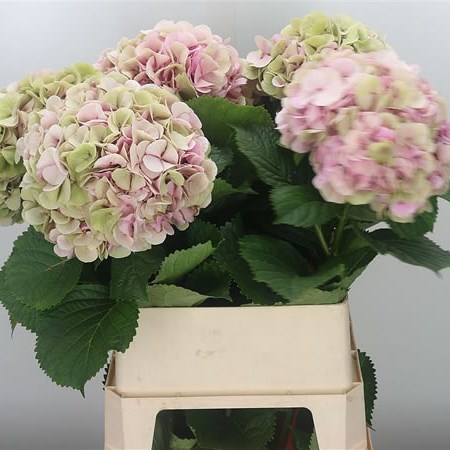 Hydrangea Mammoet Classic Pink