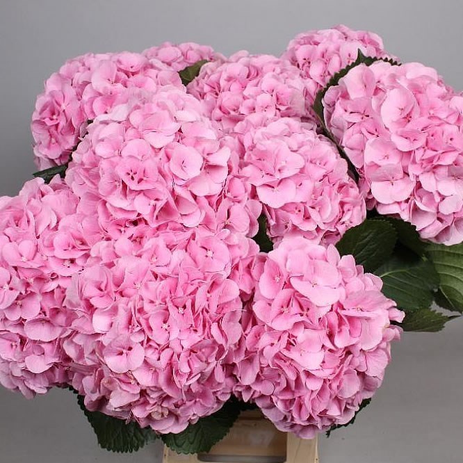 Hydrangea Mammoet Pink