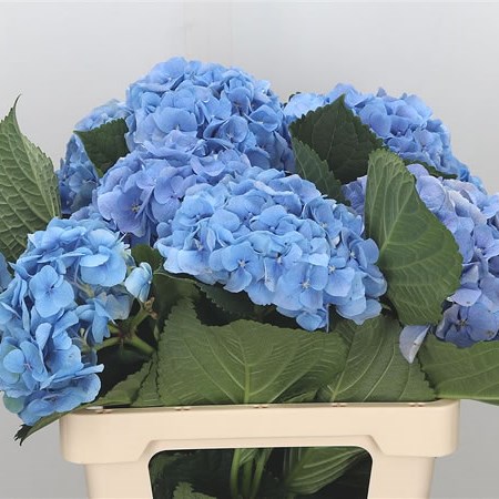 Hydrangea Margarita Blue