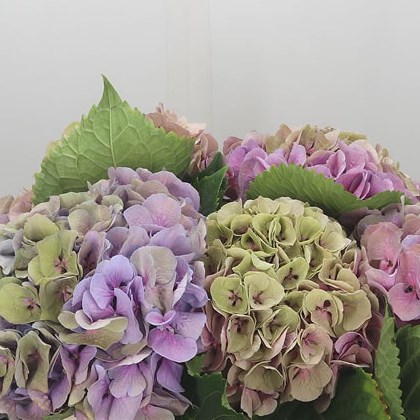 Hydrangea Margarita Green/Pink
