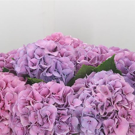 Hydrangea Margarita Lilac
