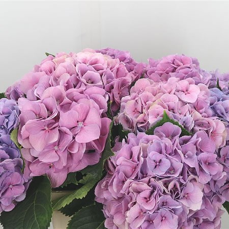 Hydrangea Margarita Lilac