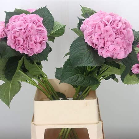 Hydrangea Margarita Pink XL