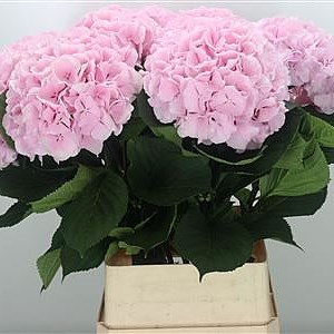 Hydrangea Mariama
