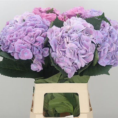 Hydrangea Marsepein Lavender