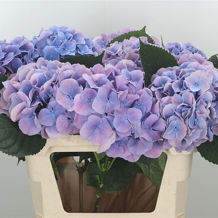 Hydrangea Marsepein Lilac