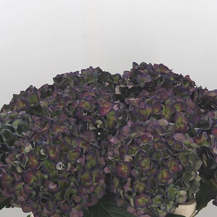 Hydrangea Mon Amour Classic