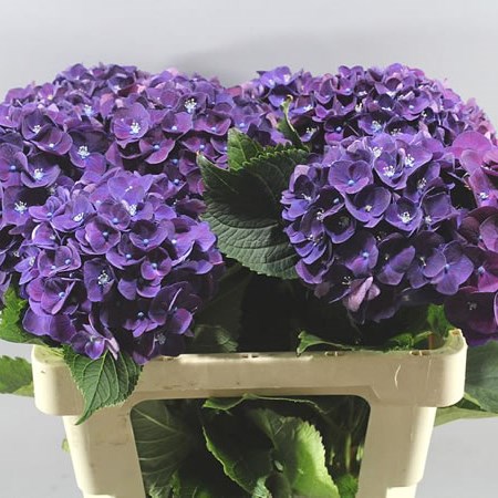 Hydrangea Mon Amour Purple