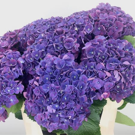 Hydrangea Mon Amour Purple