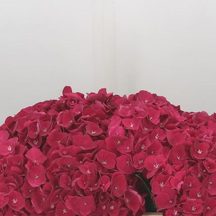 Hydrangea Mon Amour Red