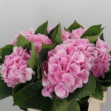 Hydrangea Monika Pink