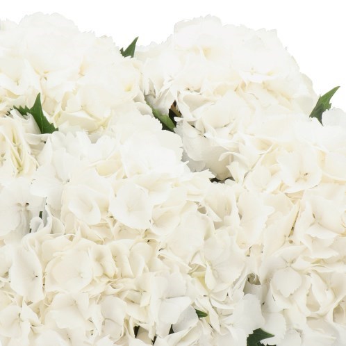 Hydrangea My Akito