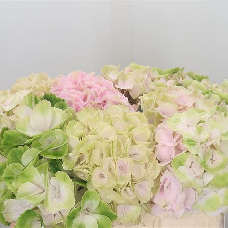 Hydrangea My Beautiful Apple Jack
