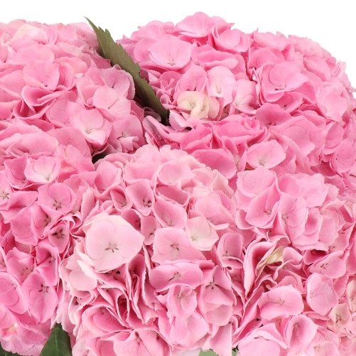 Hydrangea My Beautiful  Heaven