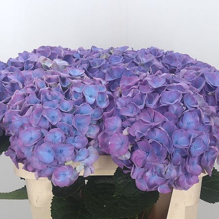 Hydrangea My Beautiful Indigo