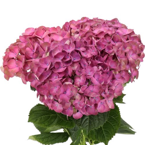 Hydrangea My Beautiful Inferno