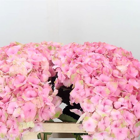 Hydrangea My Beautiful Meringue