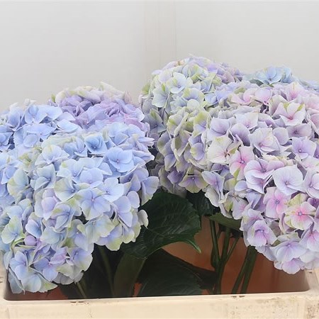 Hydrangea My Beautiful Minerva