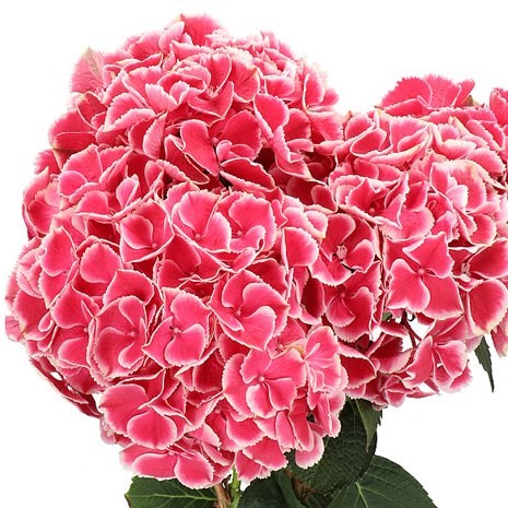 Hydrangea My Beautiful Rio