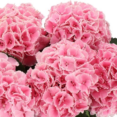 Hydrangea My Beautiful Rosada