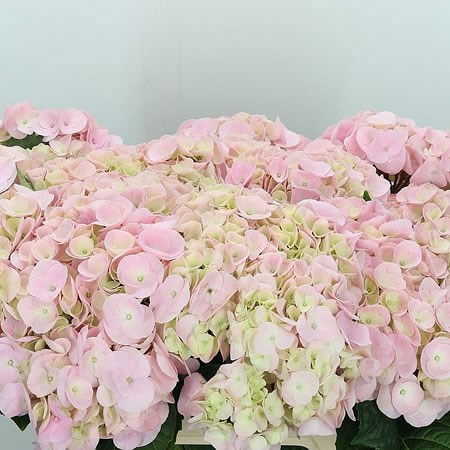 Hydrangea My Beautiful Sakura