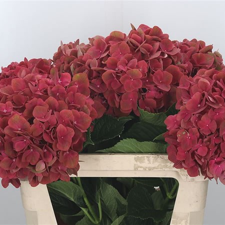 Hydrangea My Terracotta