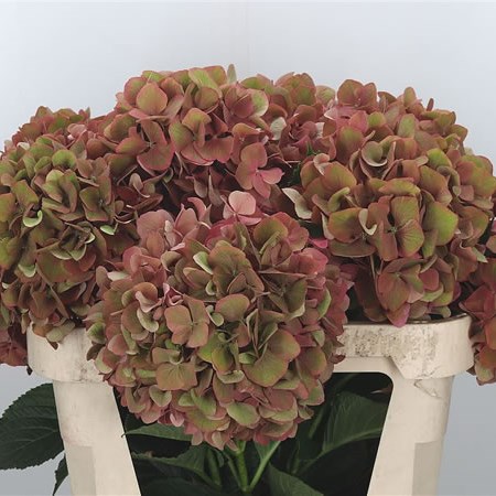 Hydrangea My Terracotta Classic