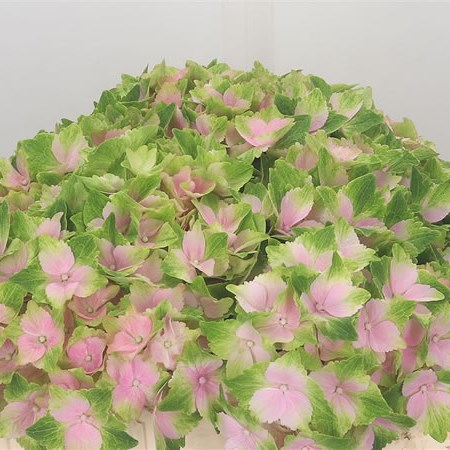 Hydrangea Norah