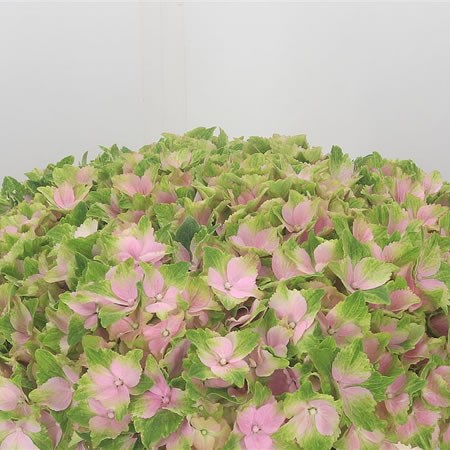 Hydrangea Norah