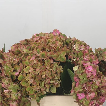 Hydrangea Opal Classic Green/Pink