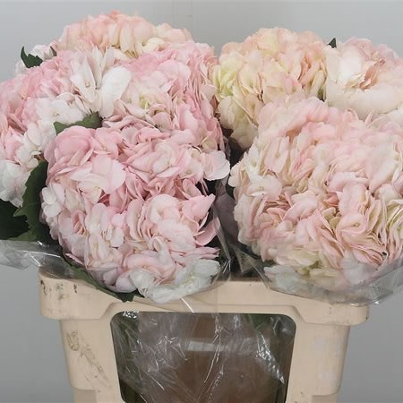 Hydrangea Pale Pink