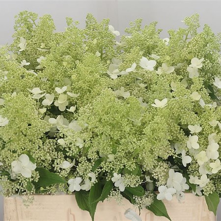 Hydrangea Pan Kyushu