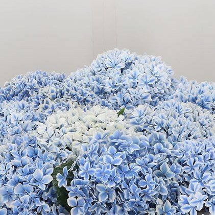 Hydrangea Peppermint