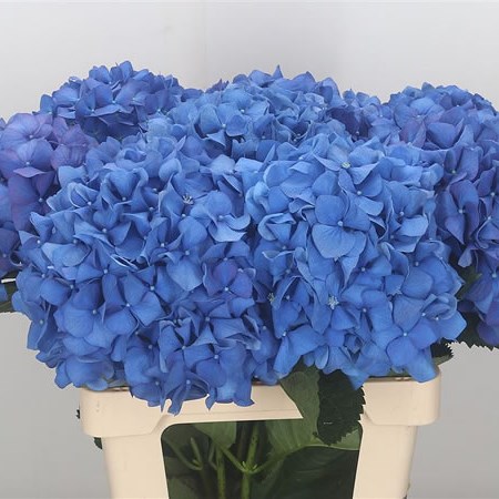Hydrangea Pimpernel