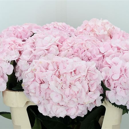 Hydrangea Pinky