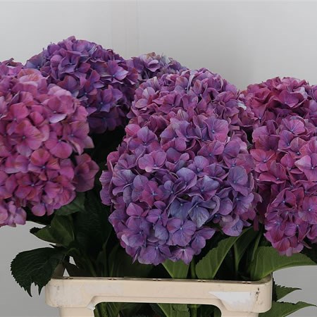 Hydrangea Purple Haze