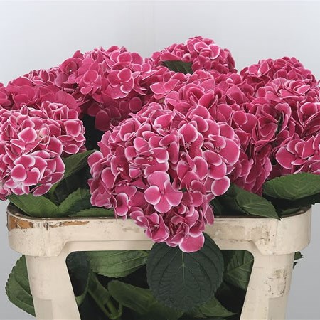 Hydrangea Red Harlequin