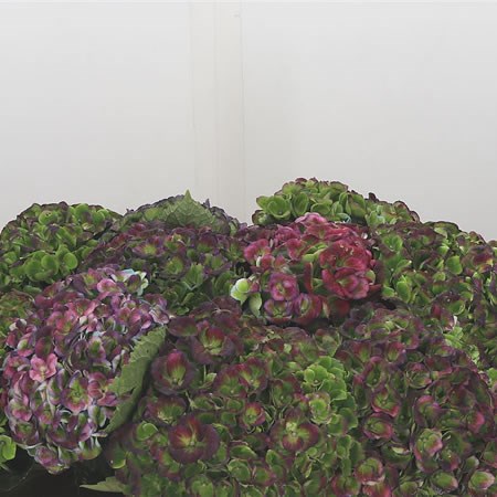 Hydrangea Revolution Purple/Green Classic