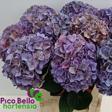 Hydrangea Rodeo Classic Purple