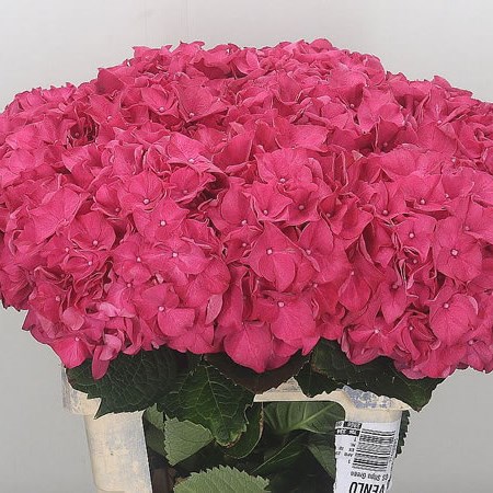Hydrangea Rodeo Pink