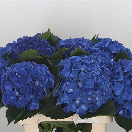 Hydrangea Royal Anne