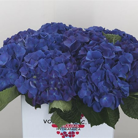 Hydrangea Royal Anne