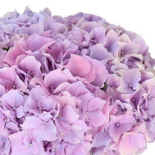Hydrangea Royal Benefit