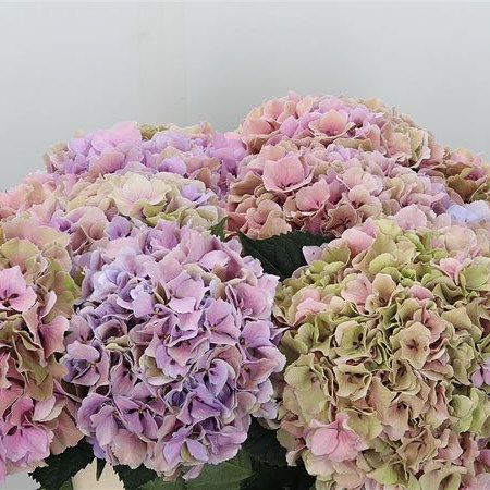 Hydrangea Royal Benefit Classic