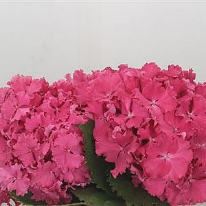 Hydrangea Royal Curly Pink