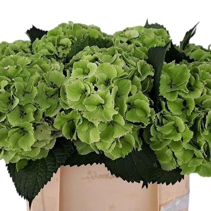 Hydrangea Royal Impression Classic